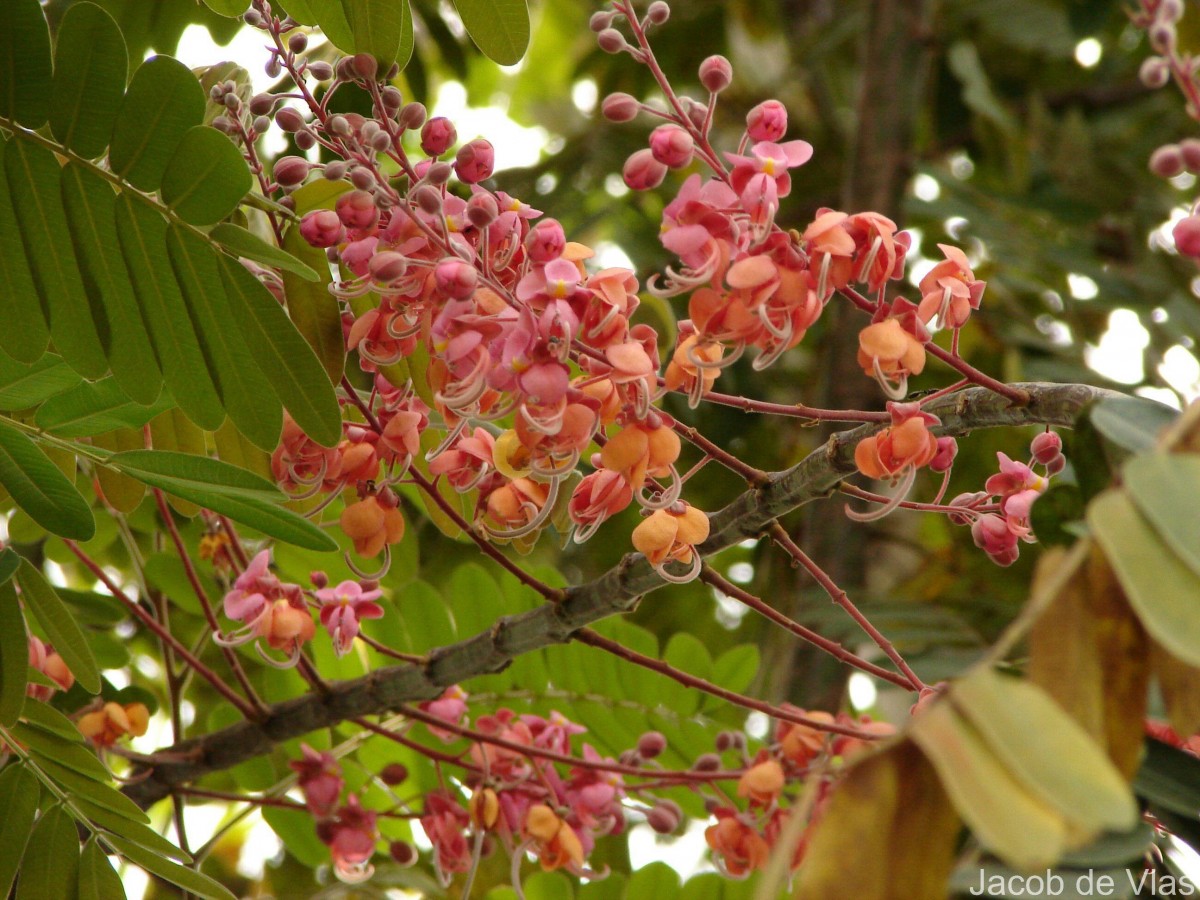 Cassia grandis L.f.